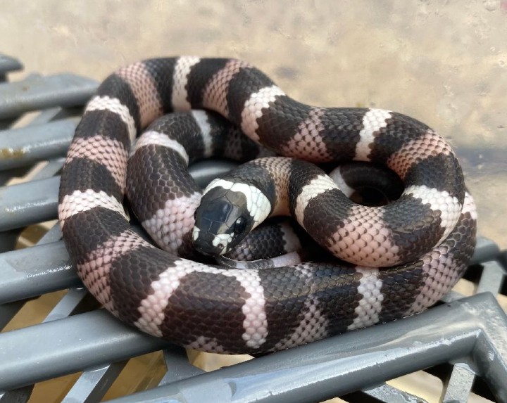 Anerythristic Honduran Milk Snake